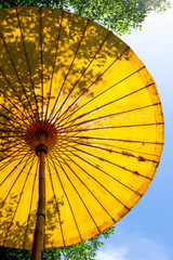 Abstract silhouette of leaves and branches peeking through under a large umbrella.