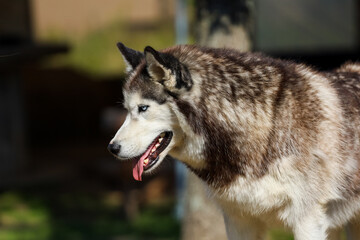 portrait of a beautiful husky dog with blue and brown eyes. High quality photo