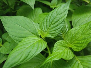 natural background of wet palm leaves in the rain