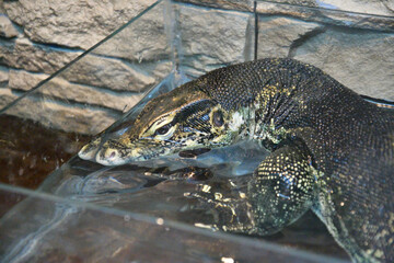 Striped monitor lizard, or water monitor lizard, kabaragoya (Latin. Varanus salvator) is a large lizard belonging to the genus of monitor lizards 