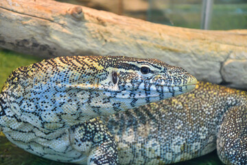 Striped monitor lizard, or water monitor lizard, kabaragoya (Latin. Varanus salvator) is a large lizard belonging to the genus of monitor lizards 