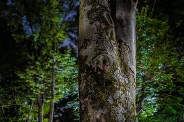 Obraz premium 大木と夜の公園