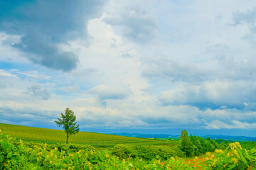 Fototapeta na wymiar 富良野の平原と曇り空