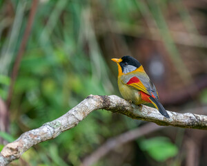 Silver-eared Mesia perching eye level on tree branch