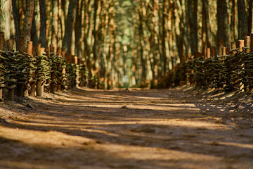 Dancing forest on the Curonian Spit of the Kaliningrad region.