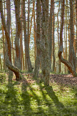 Dancing forest on the Curonian Spit of the Kaliningrad region.
