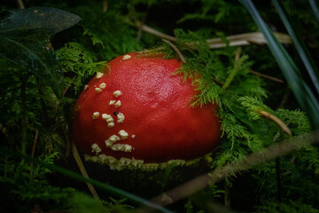 Amanita muscaria among the grass and dry leaves in the bush in autumn