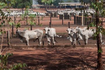 semi-confined cattle farm