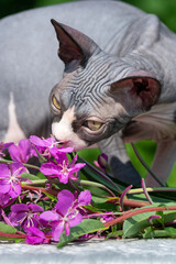 Curious kitten sniffs pink flowers. Female blue and white cat with yellow eyes of Canadian Sphynx breed is 4 months old. Focus on foreground, partial view. Natural light, vertical composition.