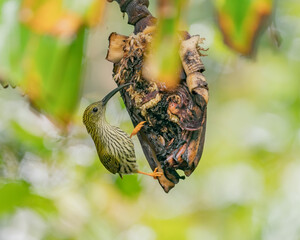 Streaked Spiderhunter perching eye level