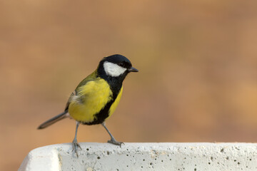 portrait of a sitting tit