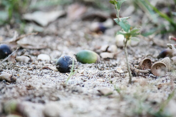Oak tree acorns in the yard 