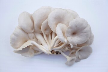 Fresh organic mushrooms on white background. Oyster mushroom or Angel mushroom, Volvariell. Concept : Food ingredient that can be cooked for variety Asian food. 