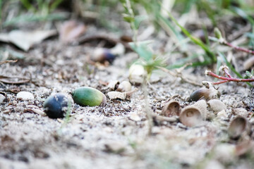 Oak tree acorns in the yard 