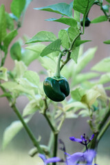 New little green pepper growing