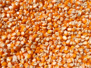 bunch of dried corn kernels for background