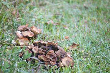Little sprouting brown mushrooms 