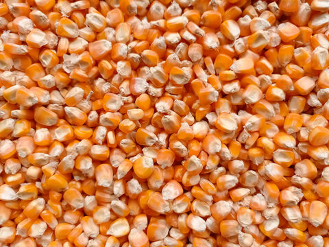 close up of corn grains