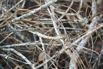 A pile of sticks together 
