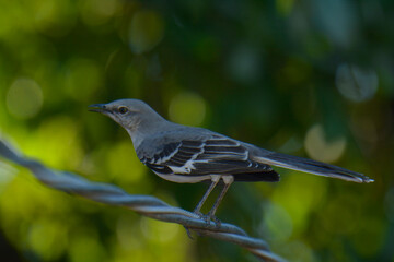 zenzontle el pajaro cantante 