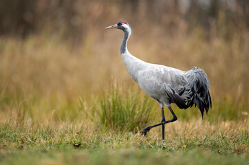 Fototapeta premium Common crane bird ( Grus grus )