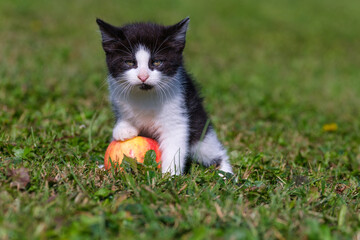 Cute Tuxedo kitten posing