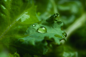 Close-up a drops of water on a green kale leaf.