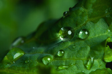 Close-up a drops of water on a green kale leaf.