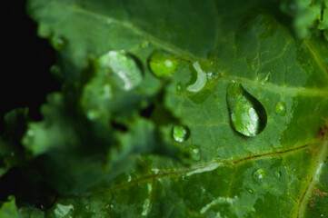Close-up a drops of water on a green kale leaf.