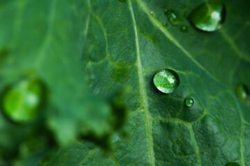 Close-up a drops of water on a green kale leaf.
