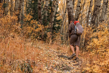 Tourist with backpack is walking on mountain trail among beautiful colorful trees in autumn time.