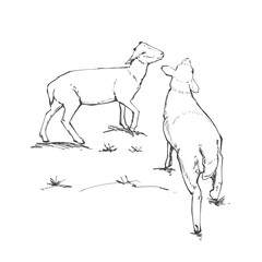 Hand drawn sketch Two goats walking on the grass,Illustration