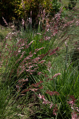 Floral ornamental grasses. Closeup view of Melinis nerviglumis, also called Ruby Grass, green foliage and red, pink flowers spring blooming in the garden.