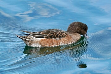 eurasian wigeon in the sea