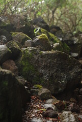 Fototapeta na wymiar Mossy rocks in a jungle
