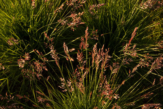 Floral ornamental grasses. Closeup view of Melinis nerviglumis, also called Ruby Grass, green foliage and red, pink flowers spring blooming in the garden.