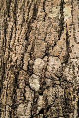 tree bark close-up
