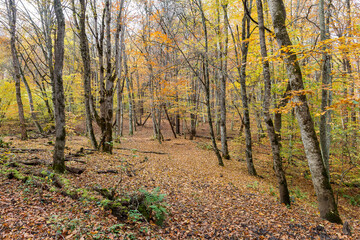 Travel through the autumn forest park around the city, observing the natural changes in the life of plants.