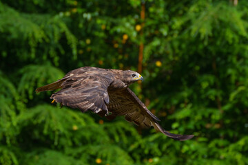 Common Buzzard (Buteo buteo) flying in the forest of Noord Brabant in the Netherlands.  Green forest background   