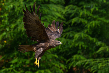 Common Buzzard (Buteo buteo) flying in the forest of Noord Brabant in the Netherlands.  Green forest background   