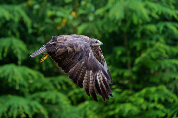 Fototapeta premium Common Buzzard (Buteo buteo) flying in the forest of Noord Brabant in the Netherlands. Green forest background 