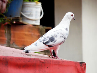 White pigeon posing on a roof
