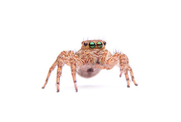 jumping spider isolated on white background.