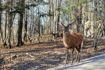 Big male red deer or Cervus elaphus with huge antlers on a sunny day in Omega Park, Montebello, Quebec, Canada.