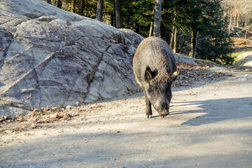 Big wild boars standing on the road eating a carrot on a sunny day in Omega Park, Montebello,...