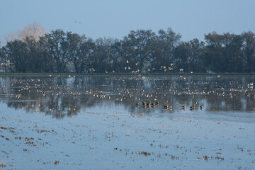 Fog in a rice field with birds