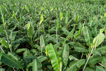 Aerial view of banana trees growing at field