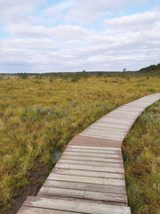 Fototapeta premium A section of brown plank flooring over a swamp with yellowed grass, against the background of a forest and a sky with clouds.
