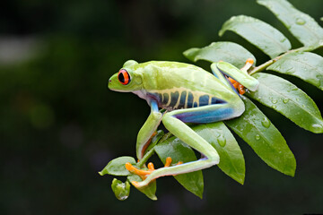 green tree frog