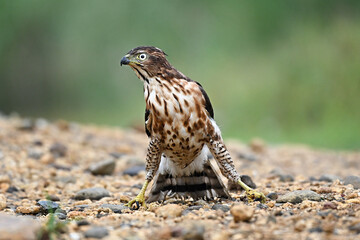 red tailed hawk